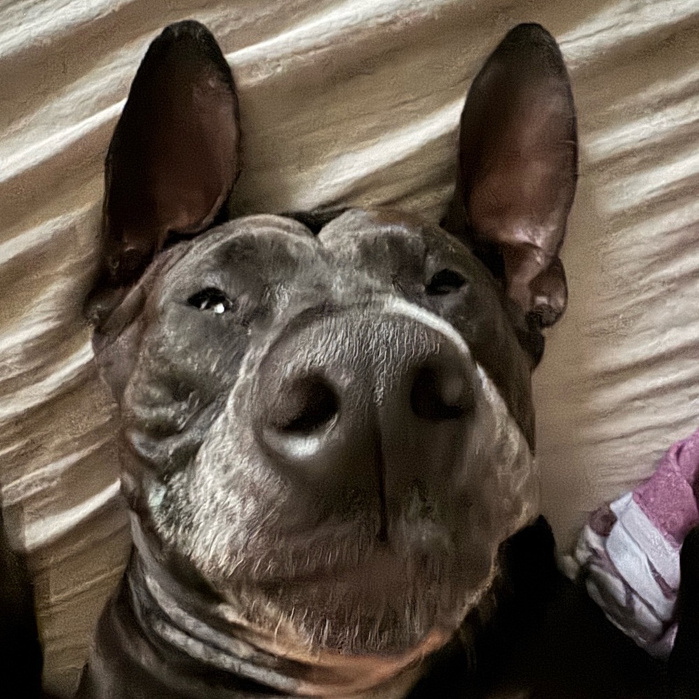 Meet your Posher, FLPibbleMom!